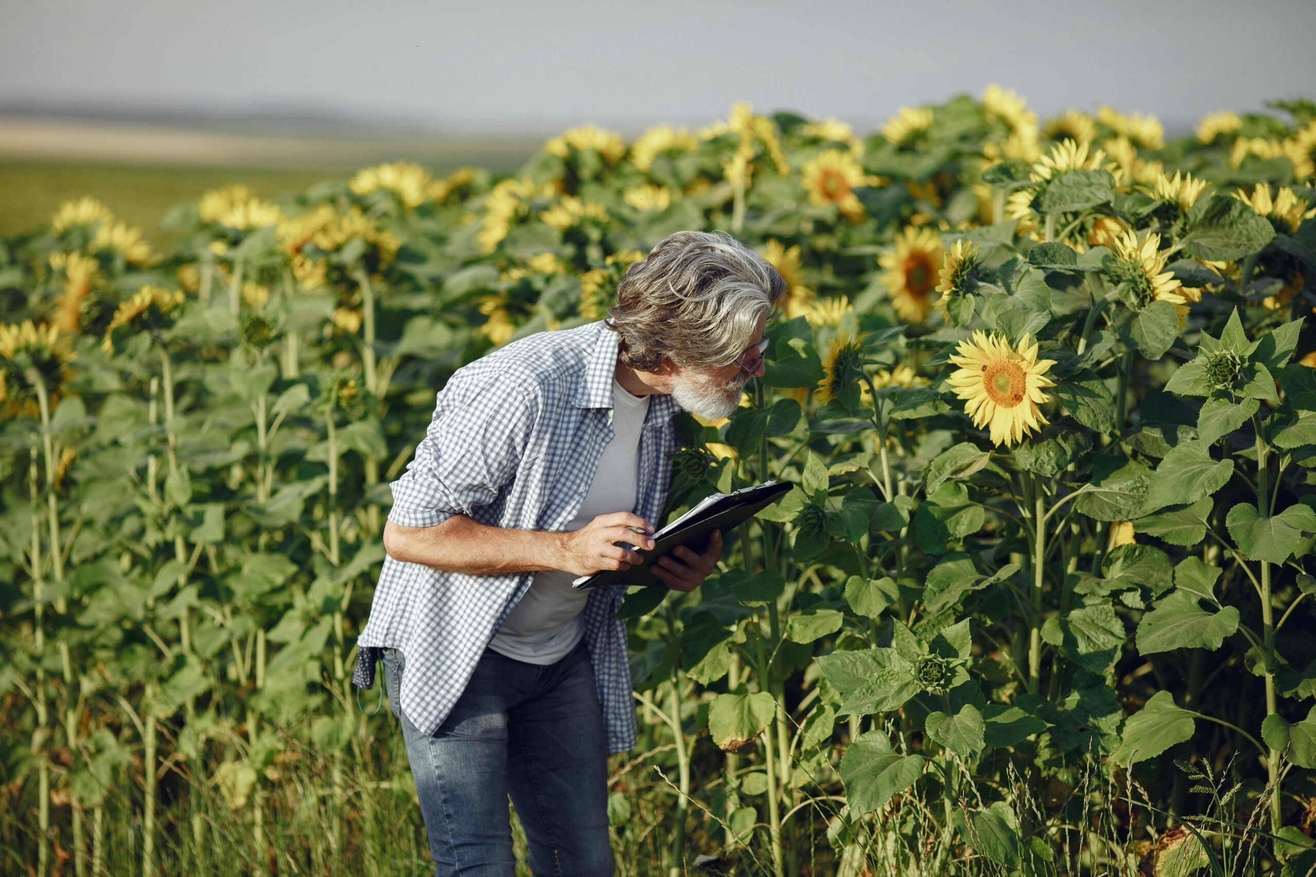 Senior man with clipboard inspecting sunflowers in an agricultural field.